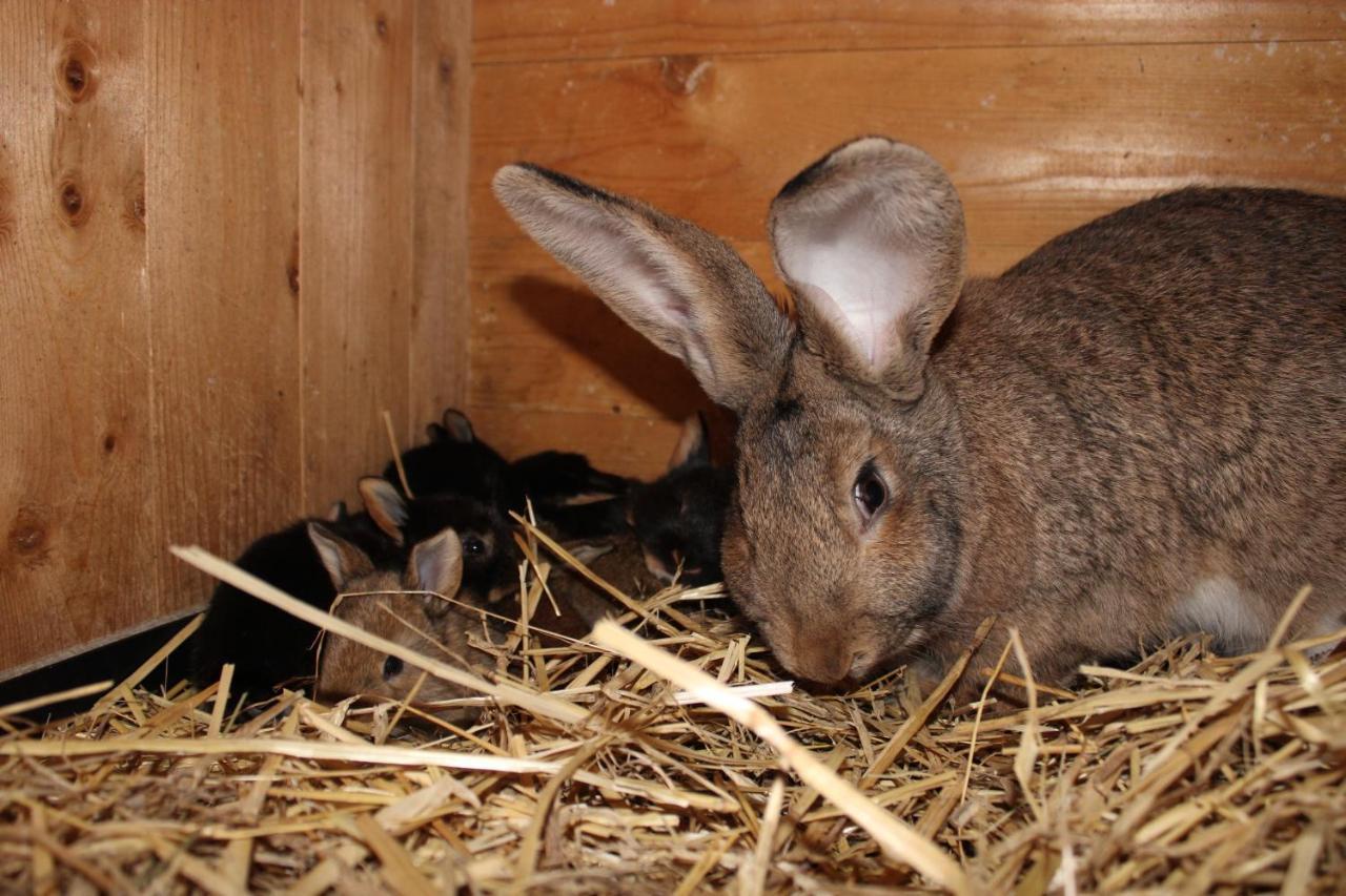 Ferienwohnung Auf Dem Bauernhof Котбус Екстериор снимка