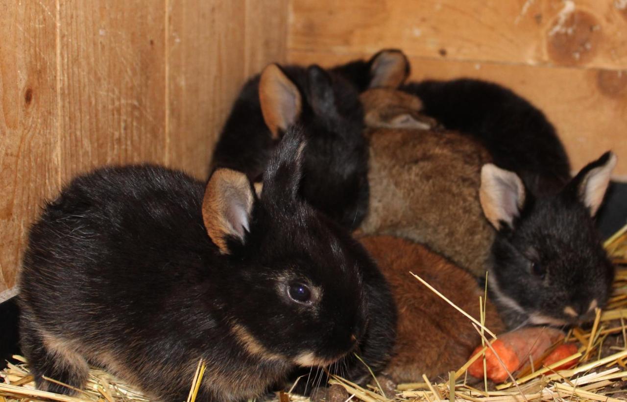 Ferienwohnung Auf Dem Bauernhof Котбус Екстериор снимка