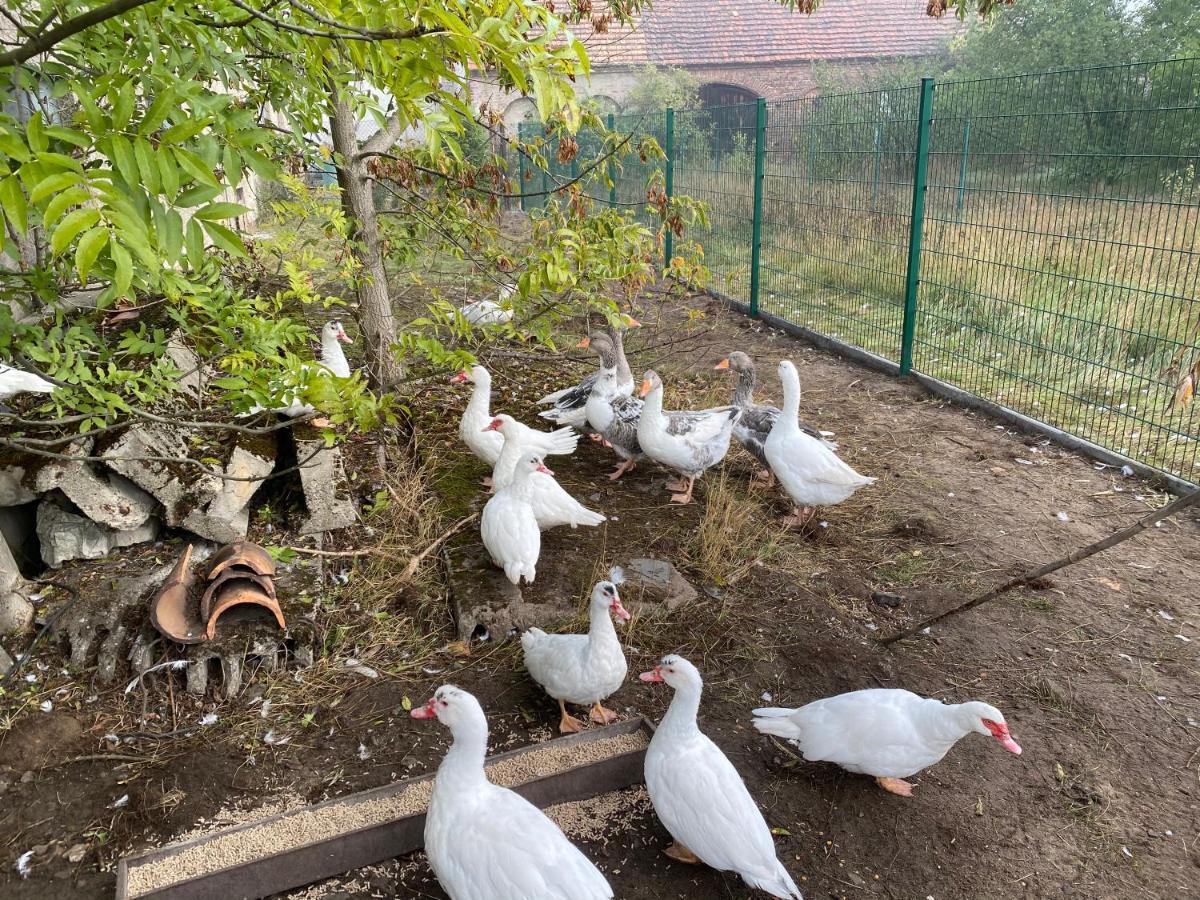 Ferienwohnung Auf Dem Bauernhof Котбус Екстериор снимка