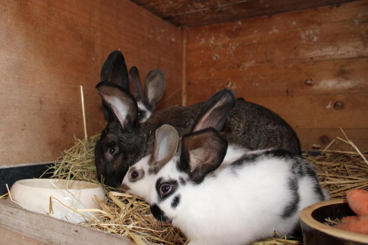 Ferienwohnung Auf Dem Bauernhof Котбус Екстериор снимка