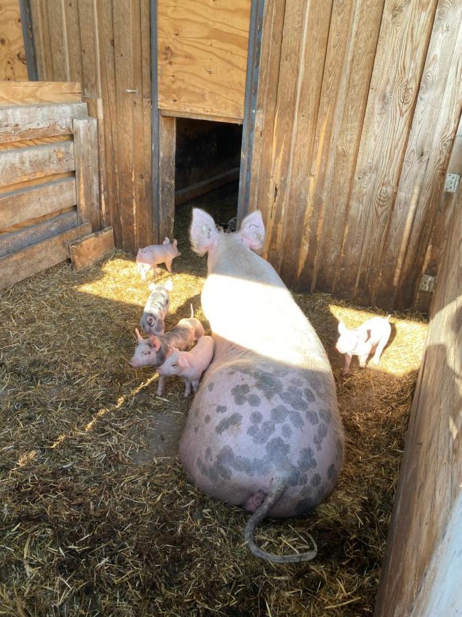 Ferienwohnung Auf Dem Bauernhof Котбус Екстериор снимка